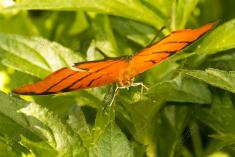 Borboleta 230 <em>(2682)</em>