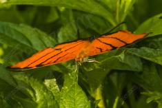 Borboleta 231 <em>(2683)</em>