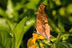 Borboleta 232 <em>(2684)</em>