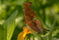 Borboleta 233 <em>(2685)</em>