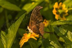 Borboleta 234 <em>(2686)</em>