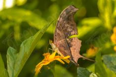 Borboleta 235 <em>(2687)</em>