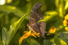 Borboleta 236 <em>(2688)</em>