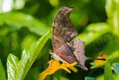 Borboleta 238 <em>(2689)</em>