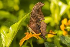 Borboleta 239 <em>(2690)</em>