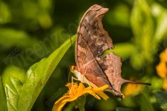 Borboleta 240 <em>(2691)</em>