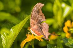 Borboleta 241 <em>(2692)</em>