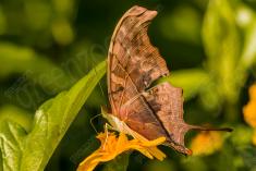 Borboleta 242 <em>(2693)</em>