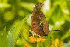 Borboleta 243 <em>(2694)</em>