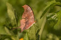 Borboleta 244 <em>(2695)</em>