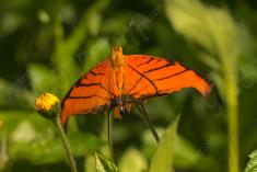 Borboleta 245 <em>(2696)</em>