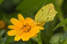 Borboleta 246 <em>(2697)</em>