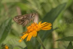 Mariposa 68 <em>(2698)</em>