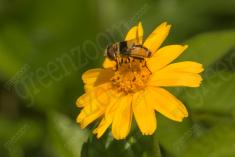 Mosca 14 <em>(2699)</em>