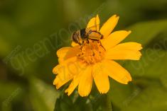 Mosca 15 <em>(2700)</em>