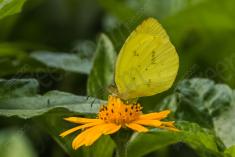 Borboleta 247 <em>(2701)</em>