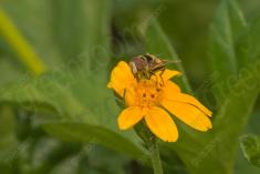 Mosca 16 <em>(2702)</em>