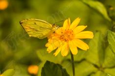 Borboleta 248 <em>(2703)</em>