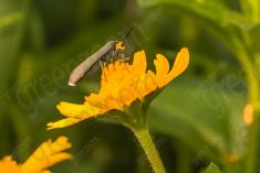 Inseto 226 <em>(2704)</em>