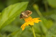 Mariposa 69 <em>(2705)</em>