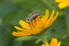 Mosca 17 <em>(2706)</em>