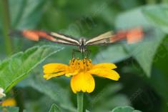 Borboleta 249 <em>(2707)</em>