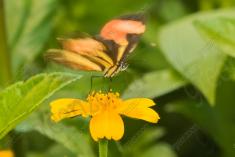 Borboleta 250 <em>(2708)</em>