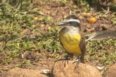 Bem Te Vi 29 <em>(2709)</em>