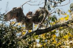 Socó 17 <em>(2710)</em>