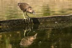 Socó 18 <em>(2711)</em>