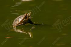 Tartaruga 6 <em>(2712)</em>