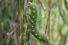 Lagarta 7 <em>(2713)</em>