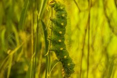 Lagarta 8 <em>(2714)</em>