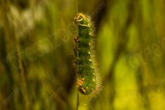 Lagarta 9 <em>(2715)</em>