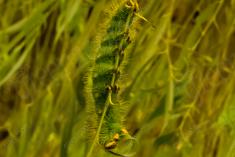 Lagarta 11 <em>(2716)</em>