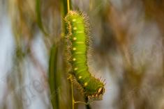 Lagarta 12 <em>(2717)</em>