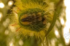 Lagarta 13 <em>(2718)</em>