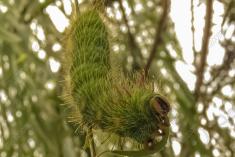 Lagarta 14 <em>(2719)</em>