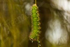 Lagarta 15 <em>(2720)</em>