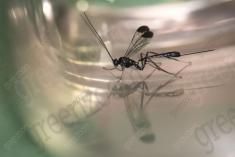 Vespa 18 <em>(2721)</em>