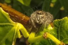 Aranha 80 <em>(2722)</em>