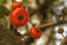 Fruta 5 <em>(2723)</em>