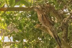 Mãe da Lua 1 <em>(2724)</em>