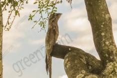 Mãe da Lua 2 <em>(2725)</em>