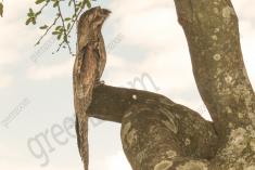 Mãe da Lua 3 <em>(2726)</em>