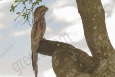 Mãe da Lua 4 <em>(2727)</em>