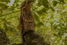 Mãe da Lua 5 <em>(2728)</em>