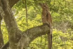 Mãe da Lua 6 <em>(2729)</em>