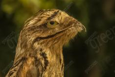 Mãe da Lua 7 <em>(2730)</em>