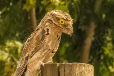 Mãe da Lua 8 <em>(2731)</em>